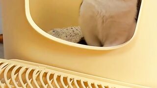 Cat 18