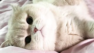Cat 19