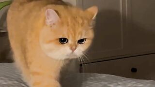 Cat 20