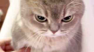 Cat 21