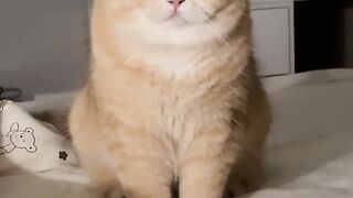Cat 22