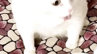 Cat 24