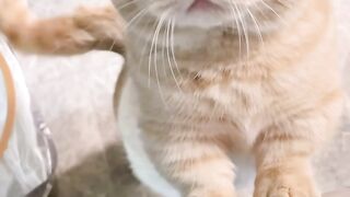 Cat 25