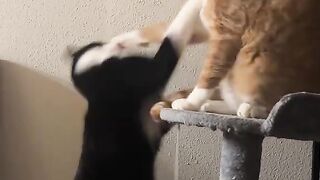 Cat 26