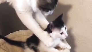 Cat 27
