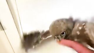 ترويض بومة