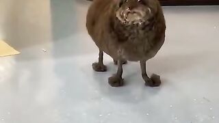 Dogs and their interesting shaves