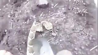 Serpiente en 2