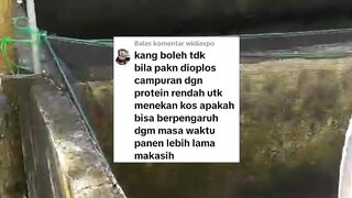 Oplos pakan protein RENDAH dengan pakan protein TINGGI untuk menekan biaya