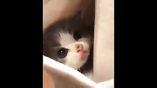 Cute babies pets