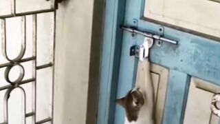Cat knock the door