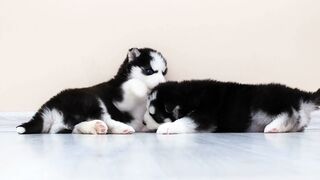 Cute Puppies Playing