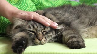 Cat Sleeping and Playing