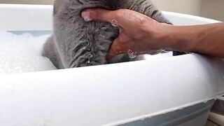In a bubble | cat bathing | short video | cat lovers