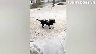 Funny Dogs Life