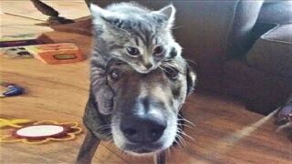 German Shepherd Puppy Meets Mom Cat with Newborn Kittens for the First Time.????????????