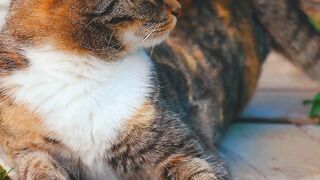 Cute cat funny video.