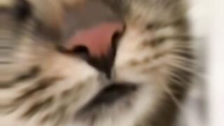Cute funy cats????....
