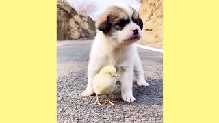 Funny Cats ???? Video 2021 Funny Animals???? Compilation Tiktok ! Cute baby Dogs Cats _CuteAnimalsWorld