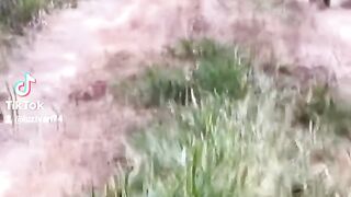 Duas Onça correndo pela estrada