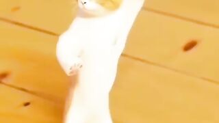 Cat funny dance