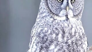 Owl neck