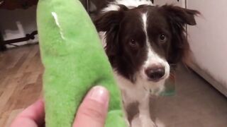 Dog has adorable reaction to squeaky toy