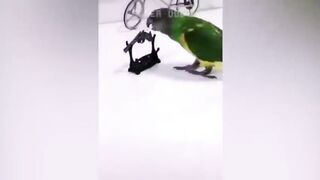 Funy parrot and cute????
