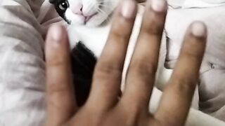 Cat playing