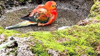 Beautiful view of birds, beauty of nature