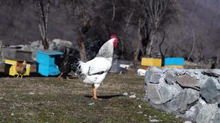 Sawed the Bones and Fried them on Fire! An ordinary Day in the Mountains of Azerbaijan