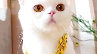 So Nice cat