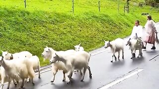 Beautiful animals,goats, beauty of nature, beautiful view of nature