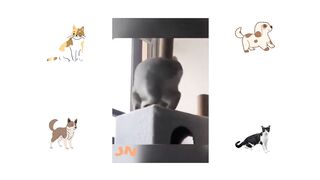 Funny Animals Video