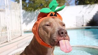 Dog Reaction to Cutting Cake   Funny Dog Cake Videos  Pets Island????????????