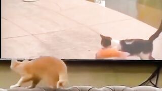 Funny Cat So Confused
