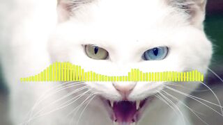 ANGRY_CAT_RINGTONE
