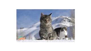 Funny And Cute Animals