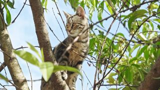 Cat On Tree