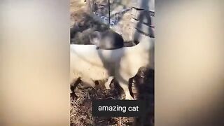 Funniest cat