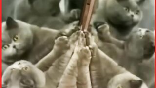 Cute and Funny Cat vs Dogs Videos Compilation #Shorts #Animal