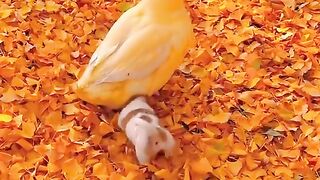 Duck & Cute Doggy