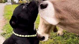 Cows loving dog