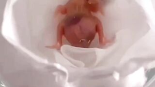 baby parrot