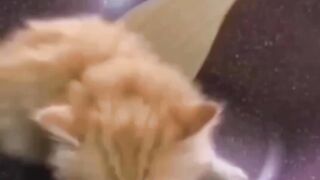 cute kittens