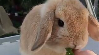Cute pie eating vegetable