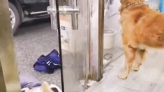 upset dogs
