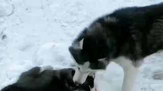 Cute dog and her baby