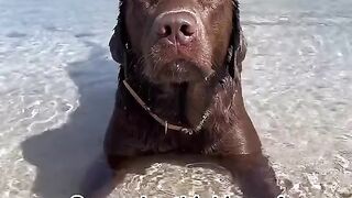 Funny dog ????????????