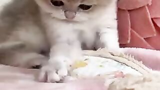FUNNY VIDEOS AND SHORTS